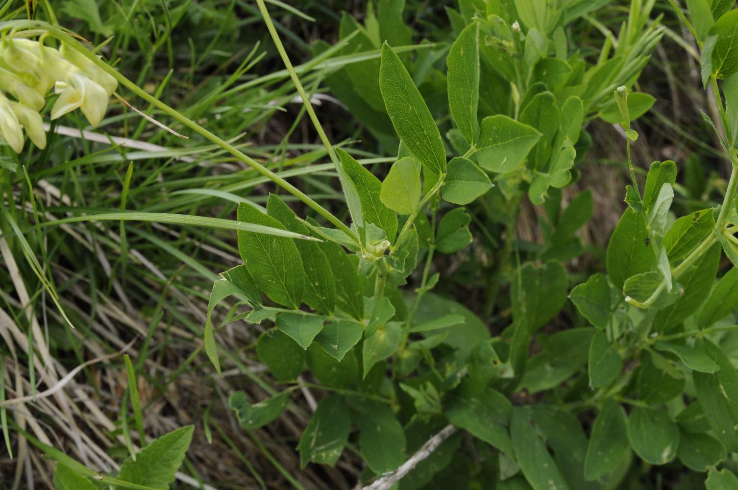 Lathyrus laevigatus subsp. occidentalis